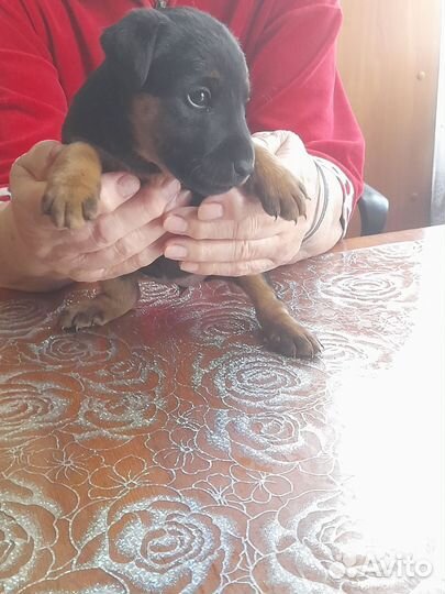 Щенки ягдтерьера