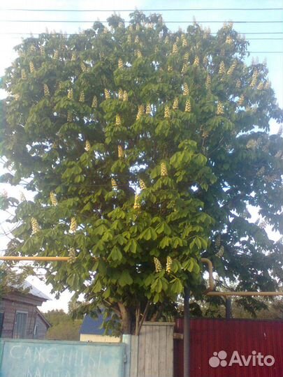 Каштаны саженцы