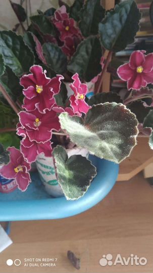 Комнатные растения