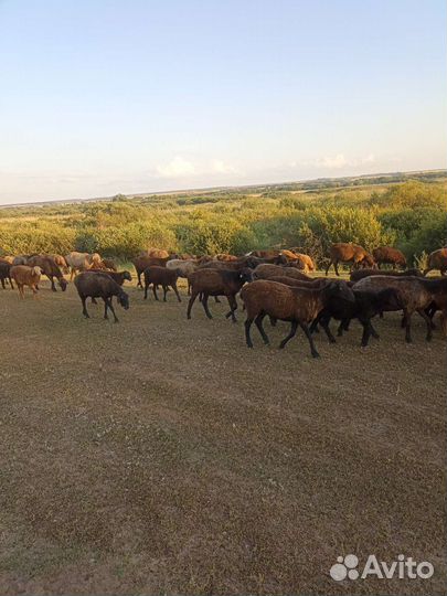 Овцы бараны