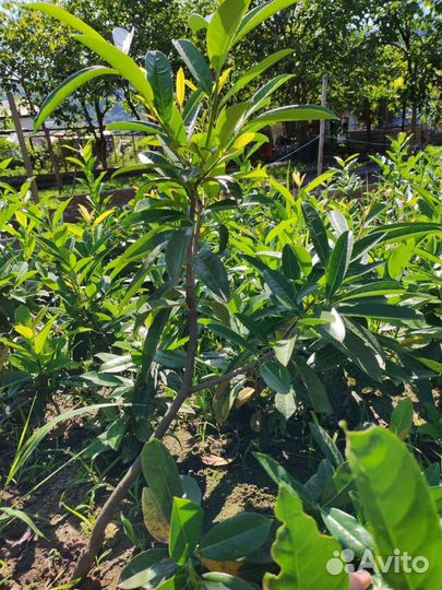 Лавровишня саженцы