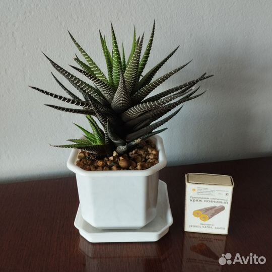 Суккуленты