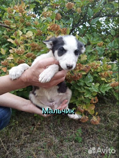 Щенки в добрые руки даром