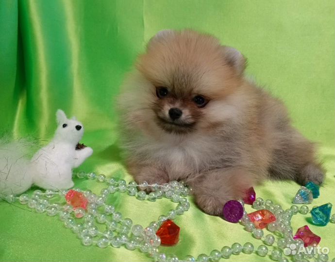 Померанский шпиц мини