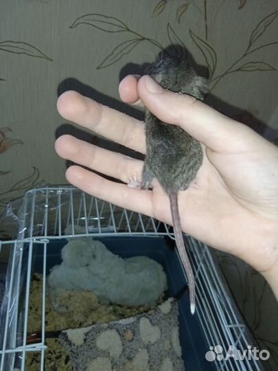 Крысята Дамбо
