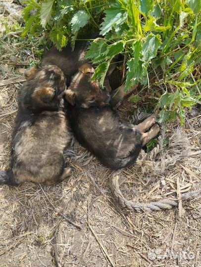 Щенки в дар