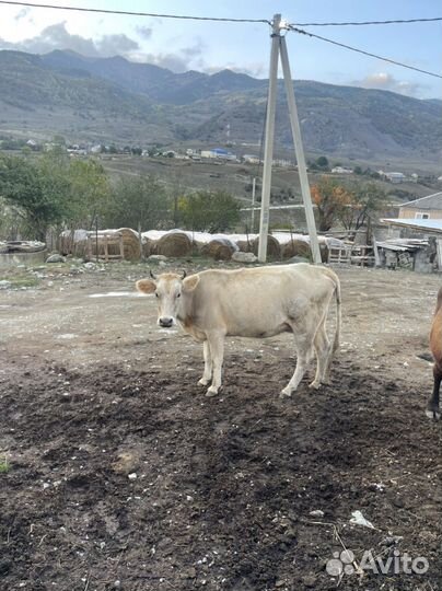 Корова и телёнок