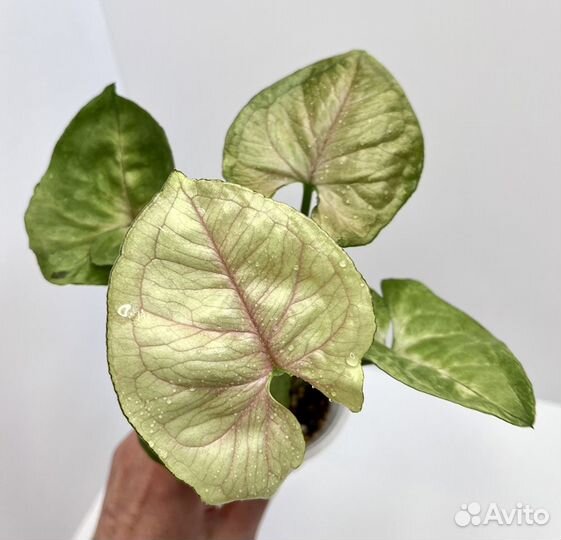 Сингониумы сортовые