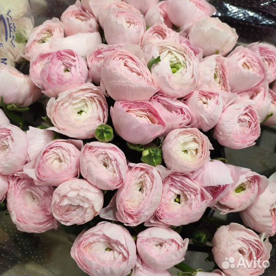 Ранункулюс