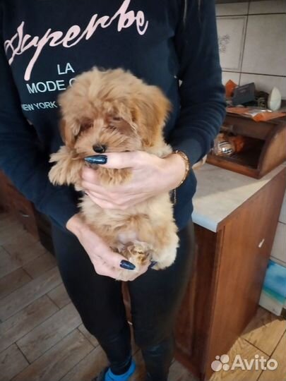 Мальтипу f1 капучино