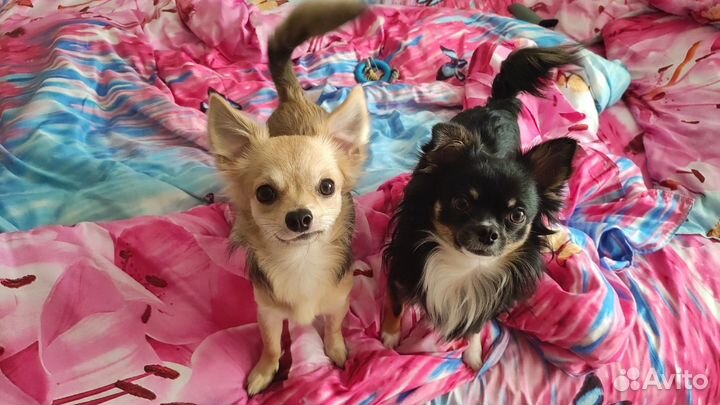 Продаётся девчулька Чихуахуа