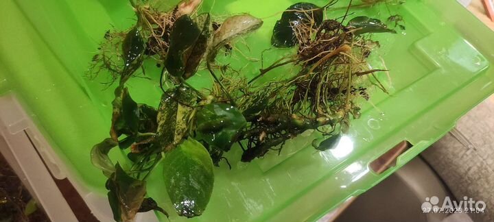 Анубиас кофефолия, Пинто - обрезки