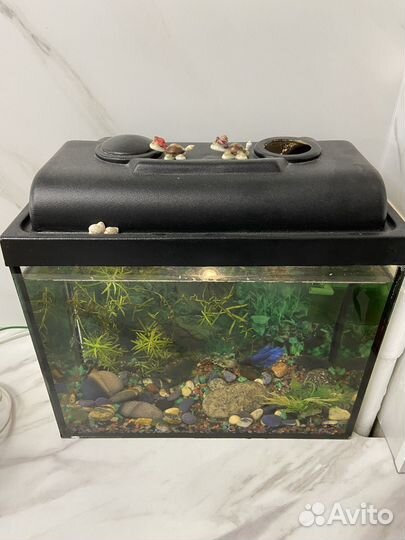 Аквариум 10 л с рыбками