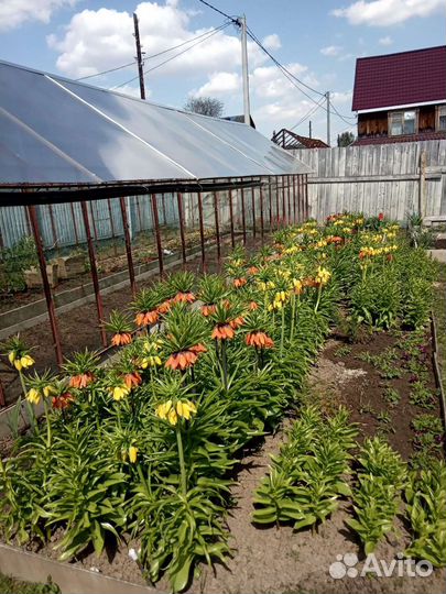 Рябчик Императорский, Гиацинты, Тюльпан