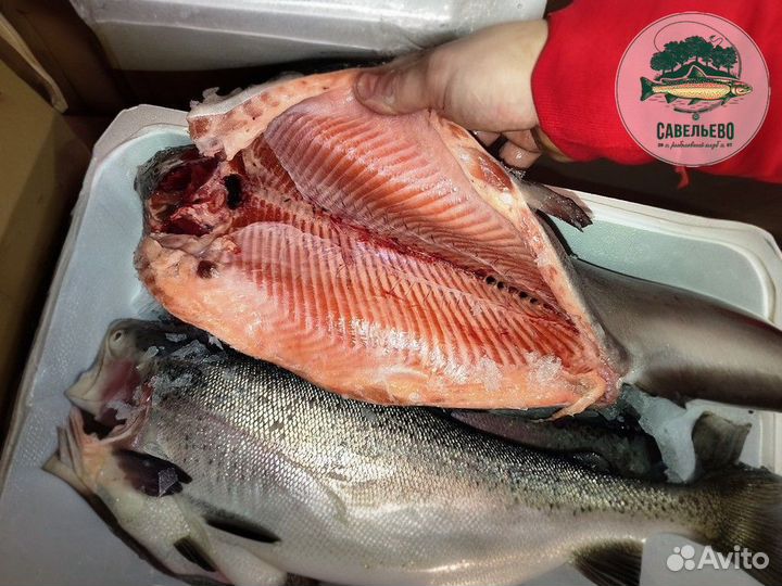 Свежая Форель охлажденная потрошеная Опт от 600кг