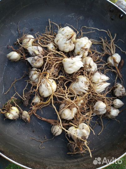 Лилии луковицы