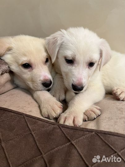 Щенки