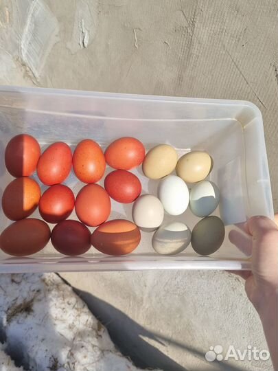 Инкубационное яйцо кур Маран