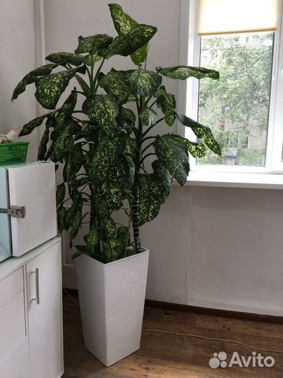Продам цветок диффенбахия