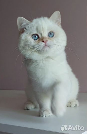 Золотая шоколадная шиншилла колор BRI by 11 33