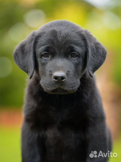 Щенки лабрадора