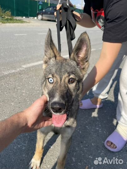 Ральф ищет дом