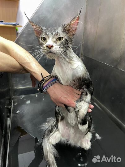 Комплексный уход за мейн-кунами