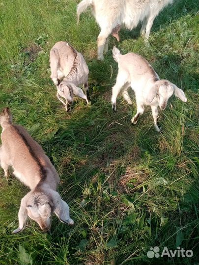 Продам козлят