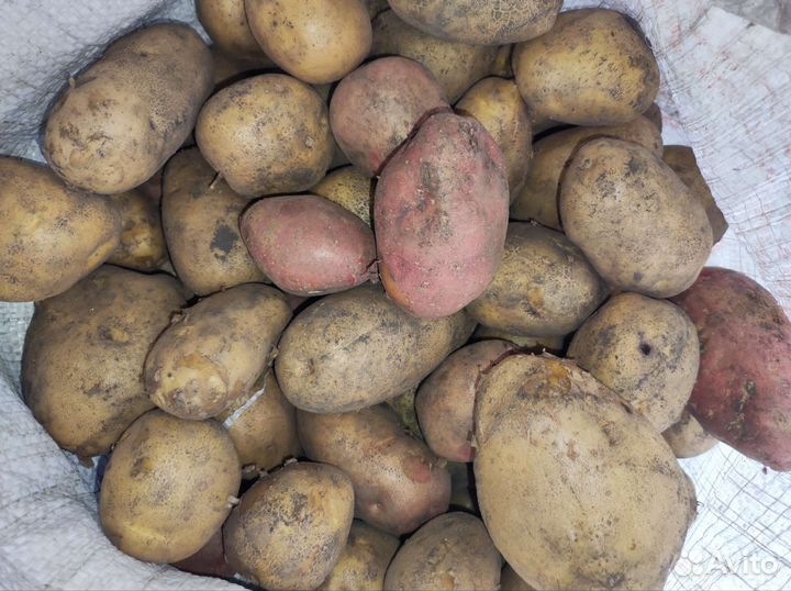 Продам картофель
