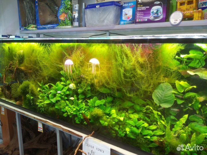 Аквариумные растения