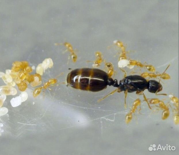 Матка муравьёв Solenopsis fugax и Myrmica rubra