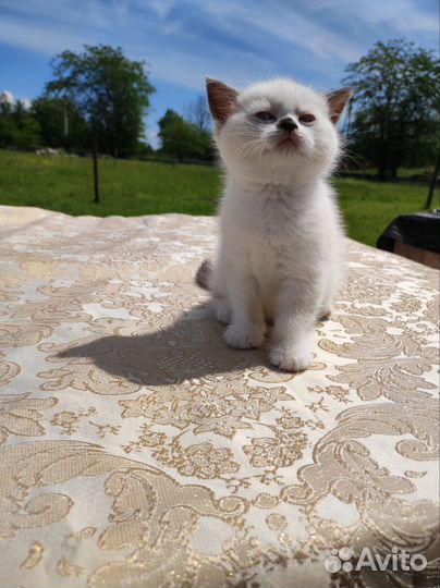 Кошки