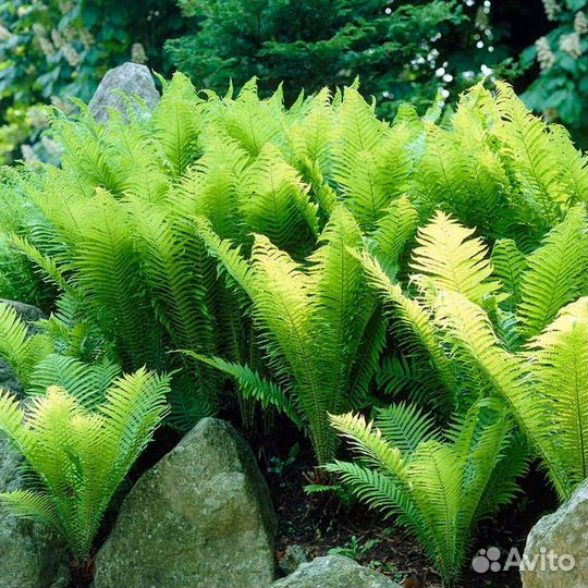 Многолетник: папоротник (страусник)