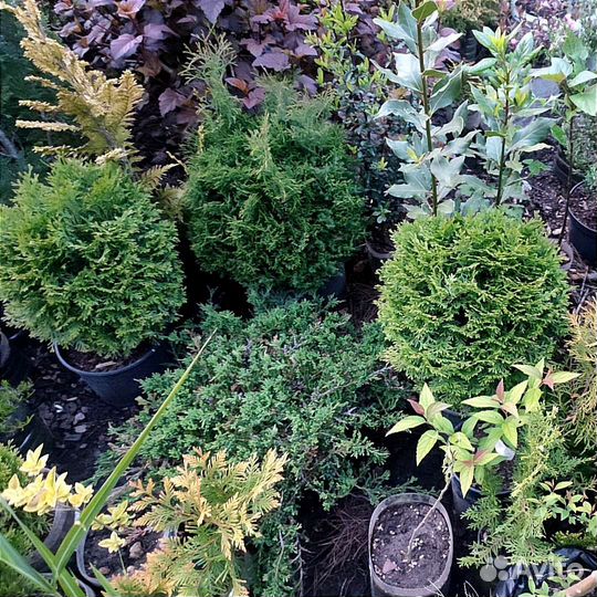 Хвойники, декоративные кустарники