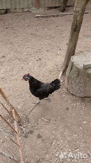 Молодые петухи