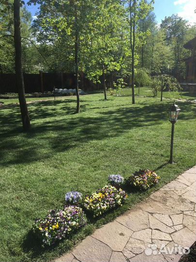 Укладка газона элитный