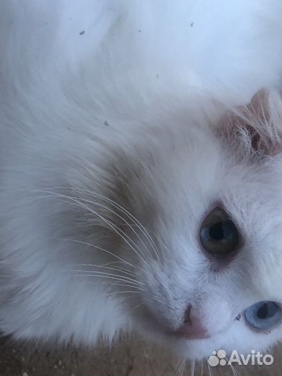 Шотланский котенок