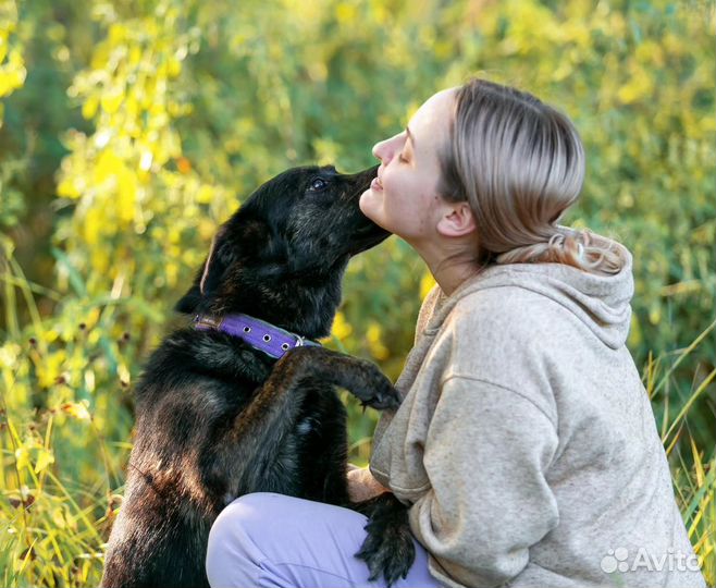 Собака-улыбака из приюта ищет дом