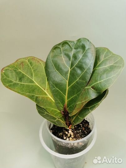 Фикусы сортовые Тинике, Бамбино