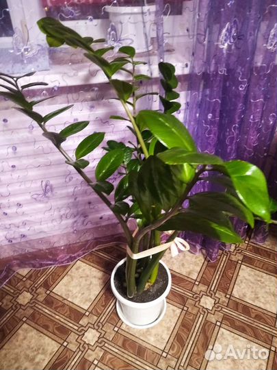 Замиокулькас