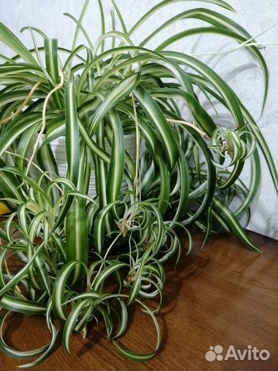 Хлорофитум кудрявый