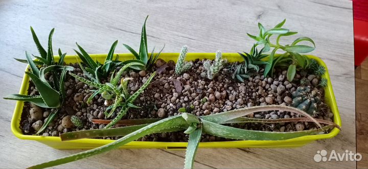 Ящик с суккулентами