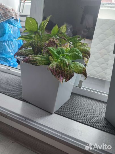 Кашпо с цветком или без