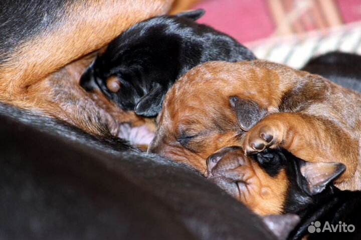 Немецкий пинчер щенки