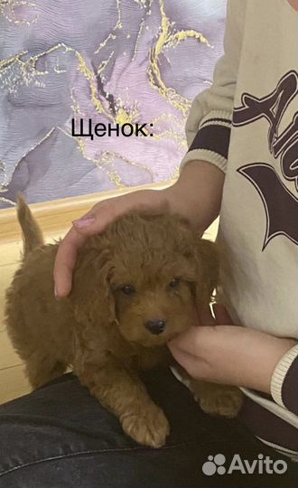 Той-пудель вязка