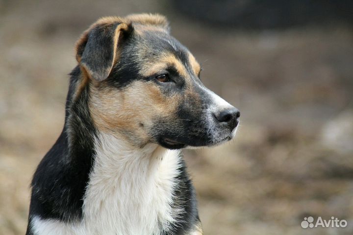Собачка Долли