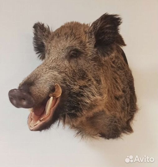 Таксидермия, изготовление чучел, качество