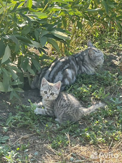 Котята в добрые руки от кошки британки