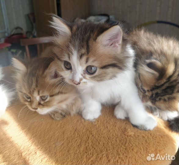 Сибирские котята