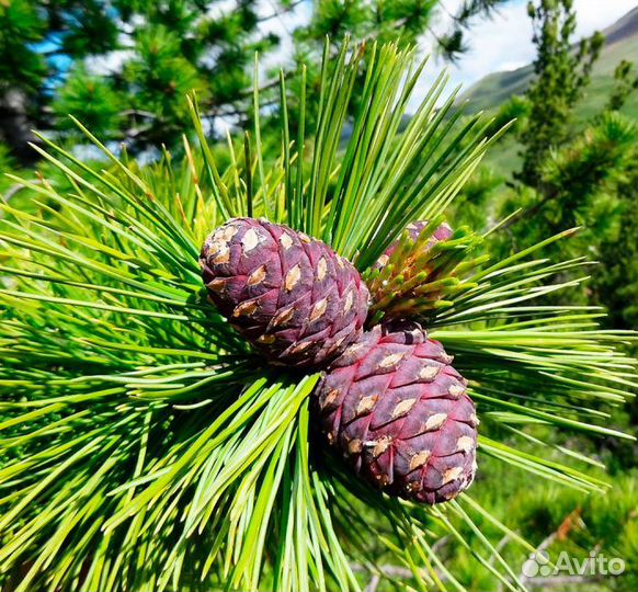 Сосна сибирская, ель обыкновенная